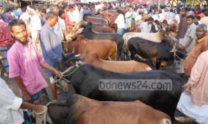 গরু,কোরবানি,পশুর হাট,ডিজিটাল বাংলাদেশ