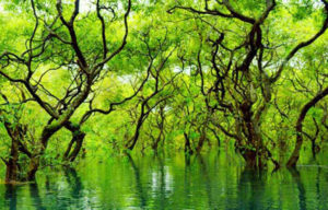 রাতাগুল