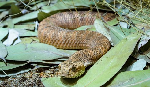 Common Death Adder