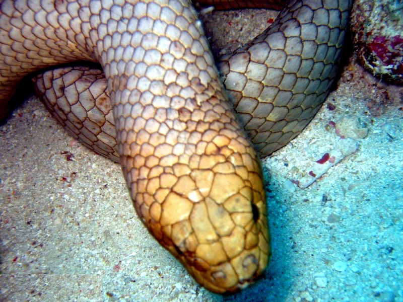 Olive Brown Sea Snake