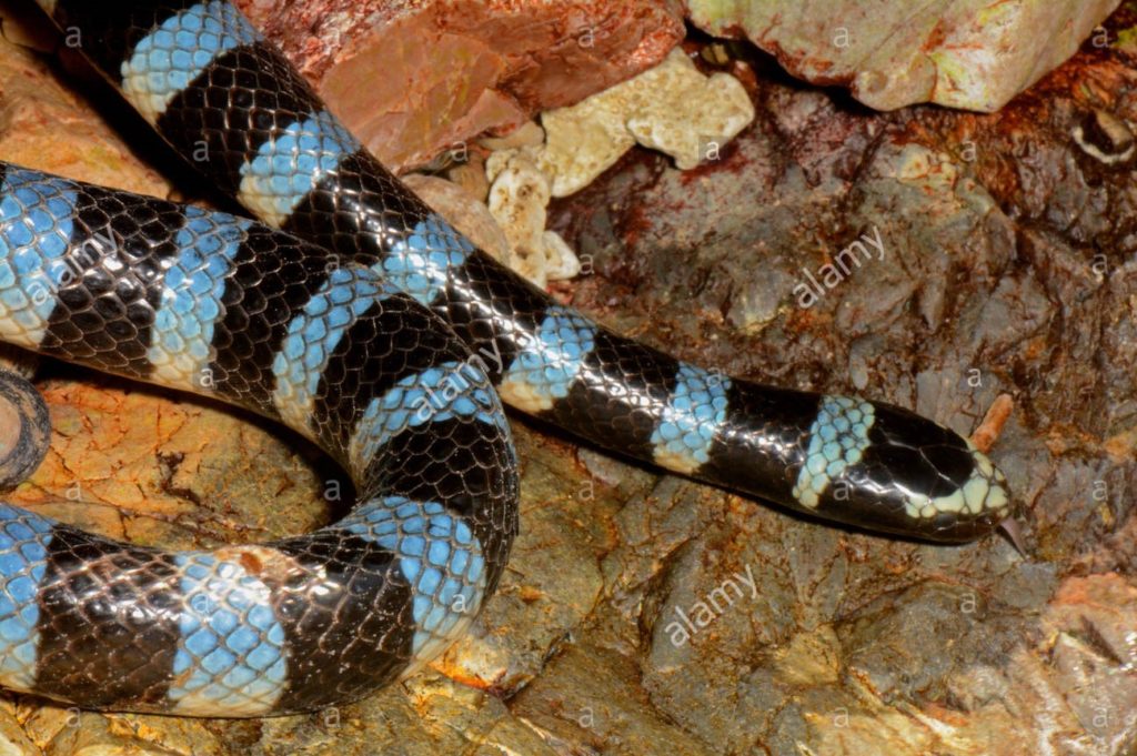 Blue-Lipped Sea Krait