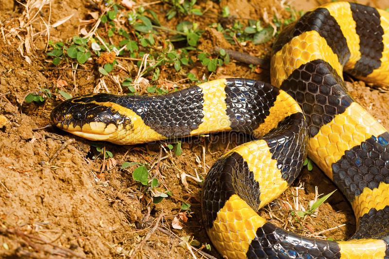 Many-Banded Krait