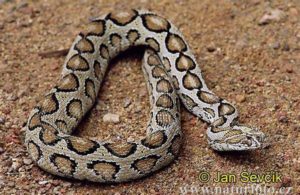 Russell’s Viper