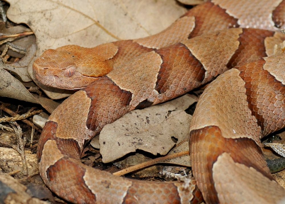Copperhead