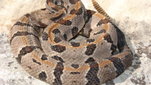 Timber Rattlesnake