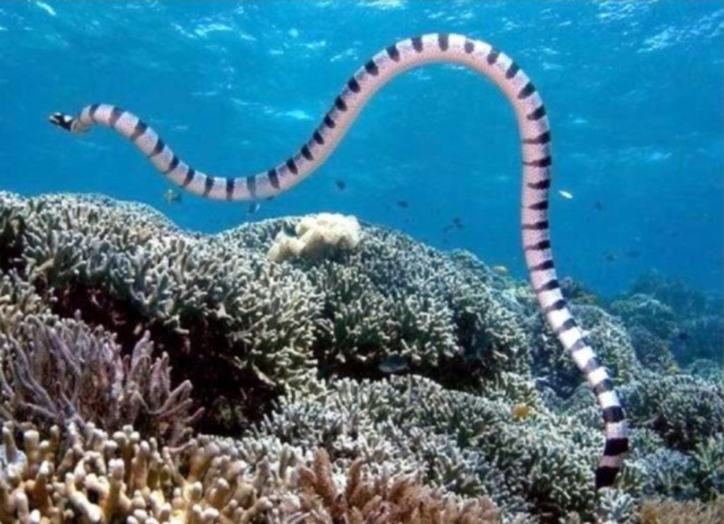 belchers-sea-snake