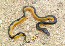 Common Yellow-Lipped Sea Krait