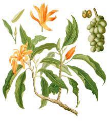 স্বর্ণচাপা