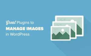 plugin& theme