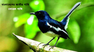 বাংলাদেশের জাতীয় পাখি