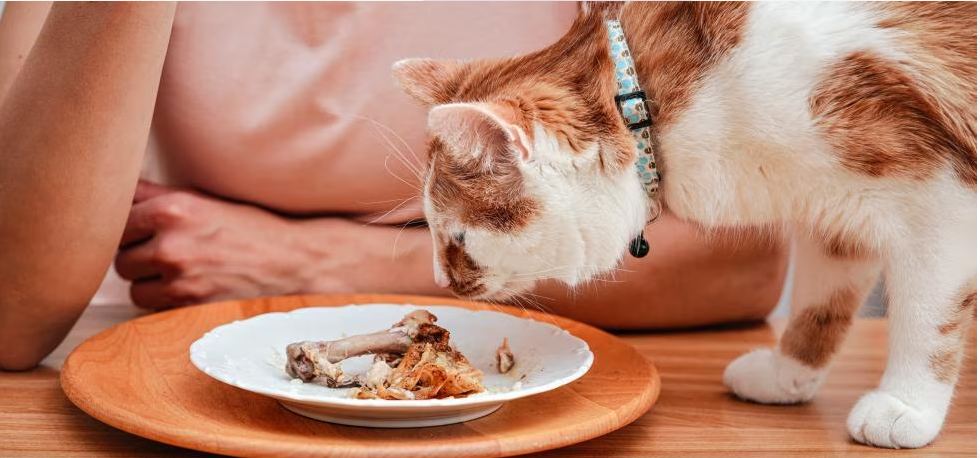 Cat Food